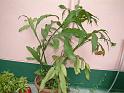 DSCF0053( 開花前 )